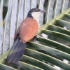 Senegal Coucal ZlKoP