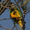 Senegal Parrot lY~KVnliKCR