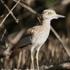 Senegal Thick-Knee RCV`h