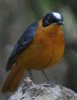 Snowy-crowned Robin Chat VYLcO~q^L