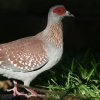 Speckled Pigeon ERJog