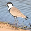 Spur-winged Lapwing coQ