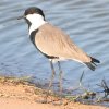 Spur-winged Lapwing coQ