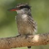 Striped Kingfisher ^etRVEr