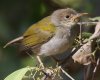 Tawny-flanked Prinia }~nE`h