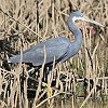 Western Reef Egret (Heron) AtJNTM