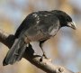 White-billed Buffalo Weaver EVn^I