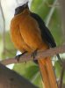 White-crowned Robin Chat IIcO~q^L