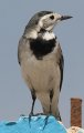 White Wagtail nNZLC