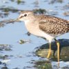 Wood Sandpiper ^JuVM