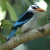 Woodland Kingfisher ZlKVEr