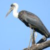 Woolly-necked Stork GrRE