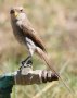 Yellow-billed Shrike LoVIiKY