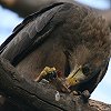 Yellow-billed Kite gr̃AtJ