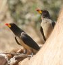 Yellow-billed Oxpecker LoVEVccL