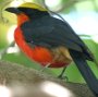 Yellow-crowned Gonolek AJnuY