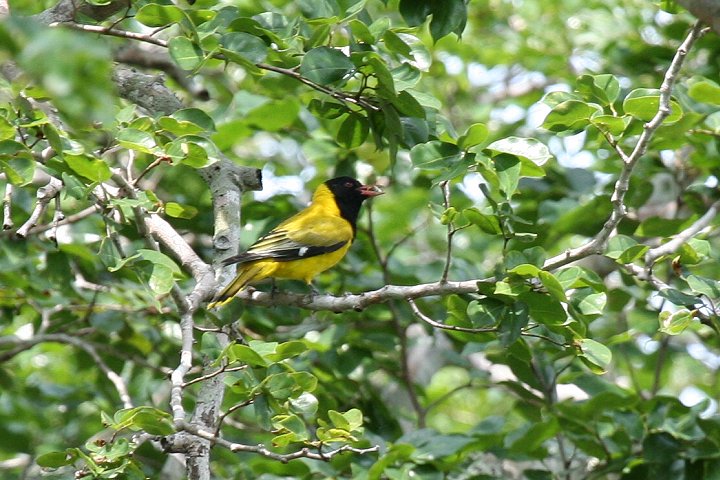 African Black-headed Oriole