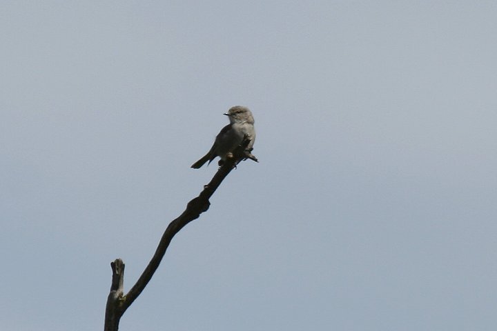 African Dusky Flycatcher