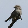 African Dusky Flycatcher AtJRTr^L