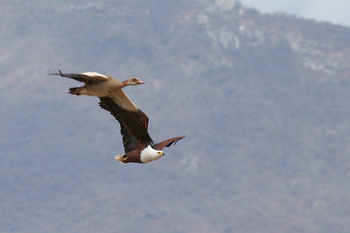 African Fich Eagle