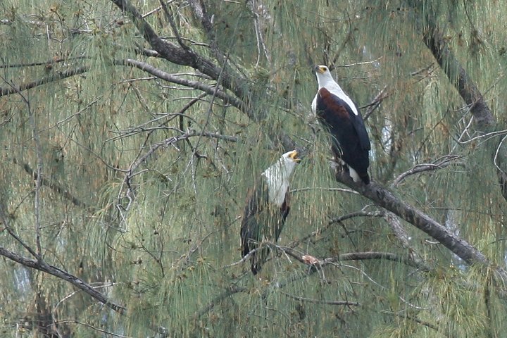 African Fich Eagle