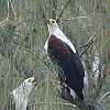 African Fish Eagle TVNE~V