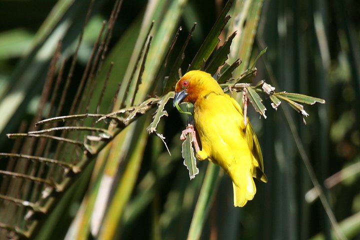 African Golden Weaver