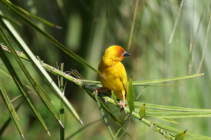 African Golden Weaver