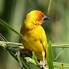 African Golden Weaver RKln^I