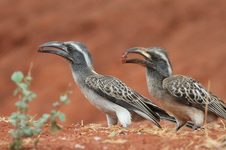 African Grey Hornbill