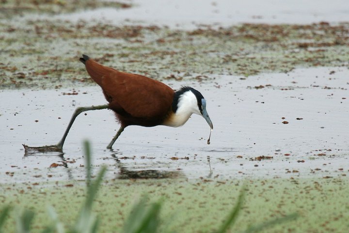 African Jacana