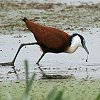 African Jacana AtJJN