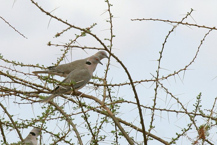 African Mourning Dove