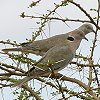 African Mourning Dove AtJVRog