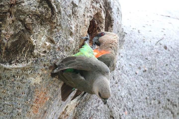 African Orange-bellied Parrot