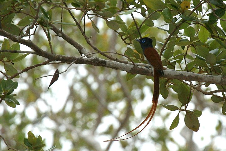 African Paradise-flycatcher