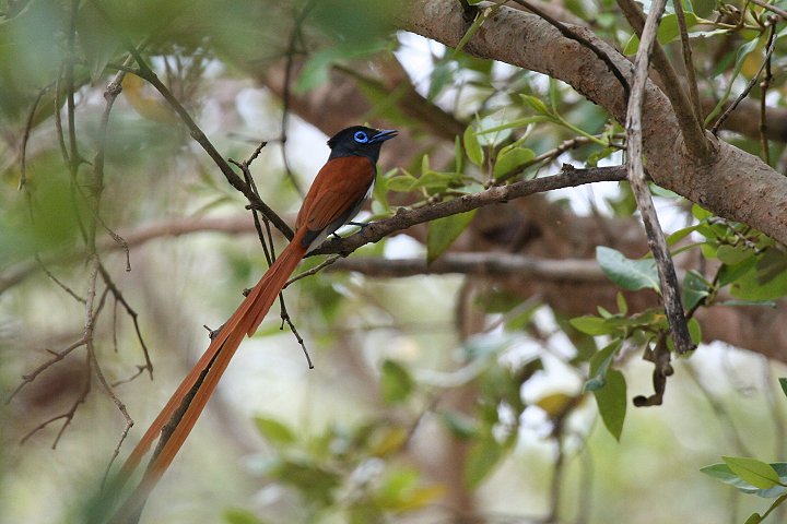 African Paradis-flycatcher