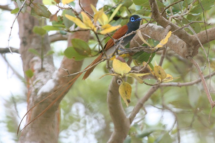 African Paradise-flycatcher