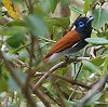 African Paradise-flycatcher AtJTRE`E