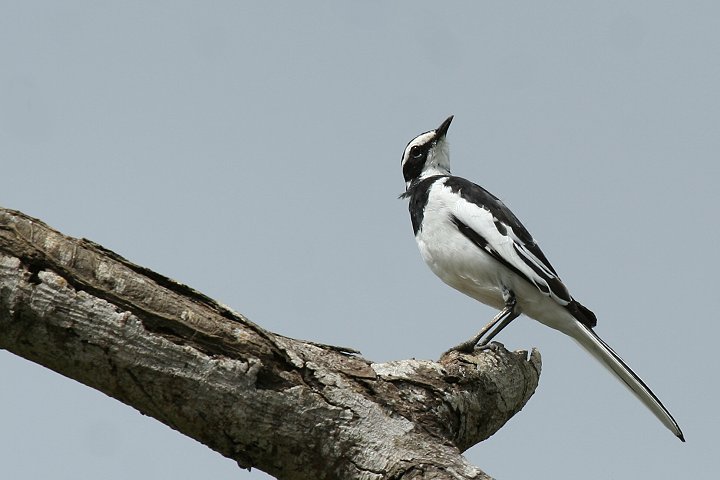 African Pied Wagtail