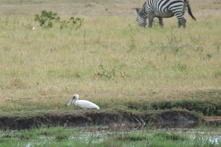 African Spoonbill