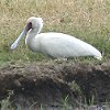 African Spoonbill@AtJwTM