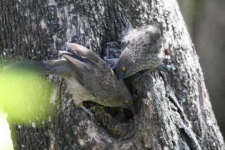 Arrowe-marked Babbler