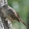 Arrow-marked Babbler u`h