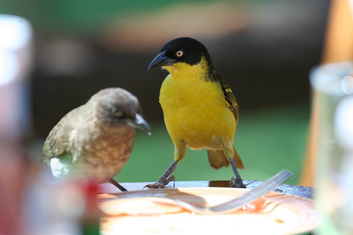 Baglafecht Weaver