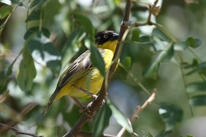 Baglafecht Weaver