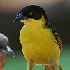 Baglafecht Weaver ~~On^I