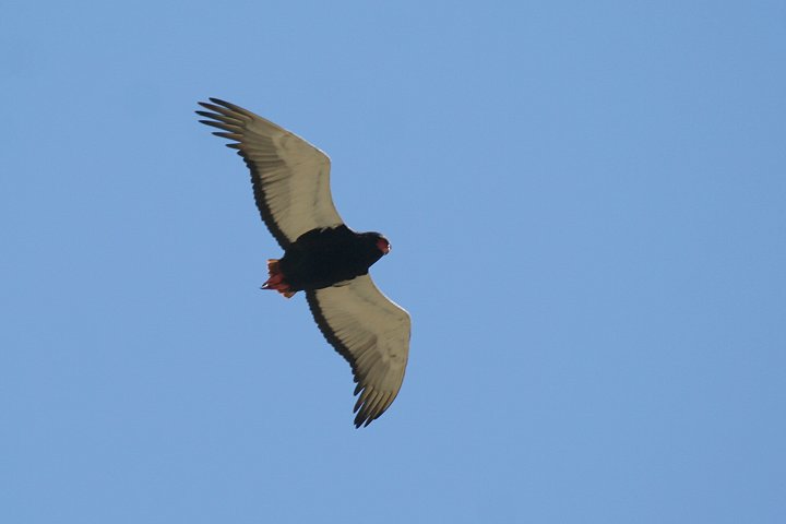 Bateleur