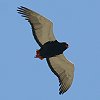 Bateleur _}V