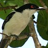 Black-backed Puffback ZOtNuY